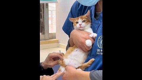 Pet Fails and Hilarious Tales: Get Ready to Burst into Laughter!