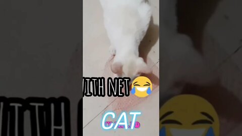 Cat 🐯 playing video,#shorts,#cat,#catplaying,#catlovers,#animal,#animallover,#viral