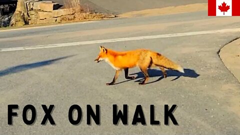 Sassy, confident fox takes a walk in Rosseau, Ontario