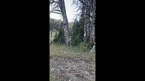 WY 5x5 bull elk 35 yds - shoot or don’t shoot?