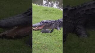 salva pelo casco 😱😱