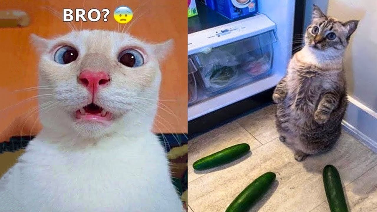 Funny Animal Videos 🤣 Funniest Cats and Dogs Videos 2024 😹🐶