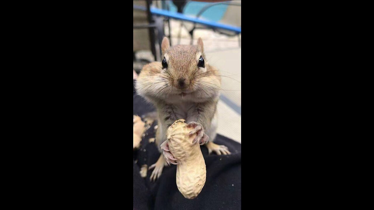 How much peanut can squirrel truck in its mouth