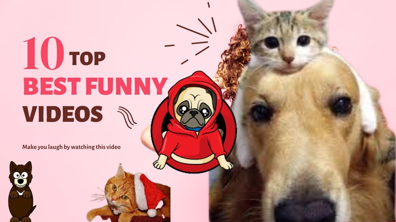 Animals Crazy Moments | Episode 120
