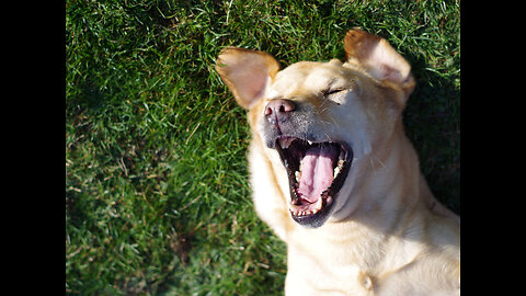 Funniest Animals Moments