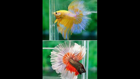 The beauty of fish lies in fish
