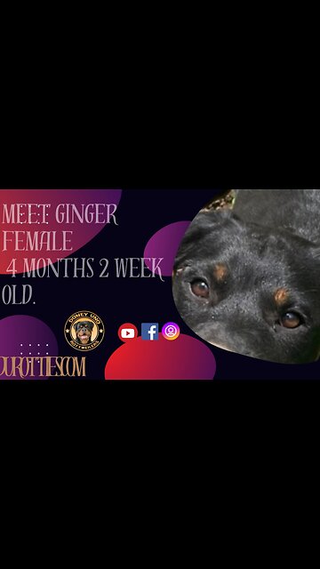 GINGER DONEYUNO. AND THE SMALL PACK