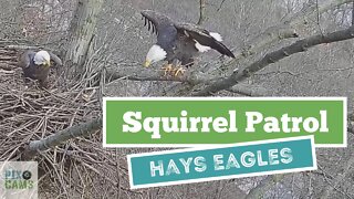 Hays Eagles Squirrel patrol at the nest 2022 01 12 822AM