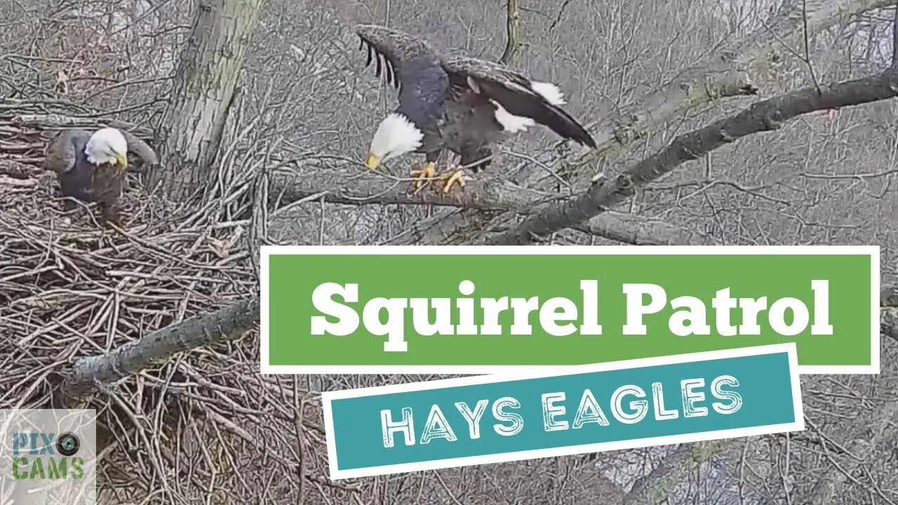 Hays Eagles Squirrel patrol at the nest 2022 01 12 822AM