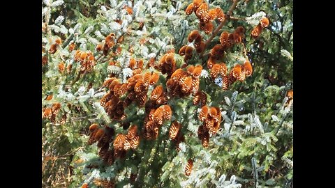 ARTIC AUTUMN 2022