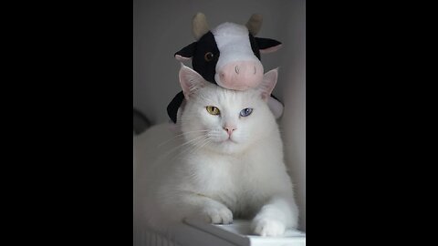 Funniest Animals Videos😂 - Best Cats😹