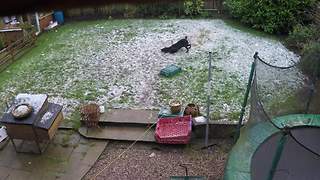 Dog makes feelings perfectly clear about fresh snowfall