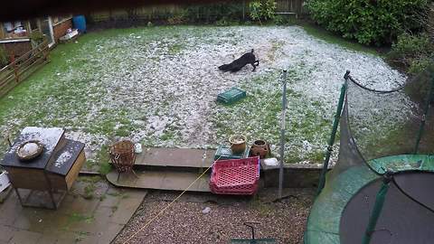 Dog makes feelings perfectly clear about fresh snowfall