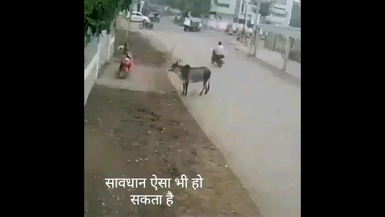 ⚠️ cow 🐄 hitting a man