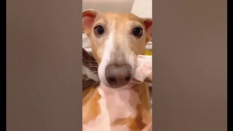 Laugh Out Loud with These Ridiculously Funny Animal Clips