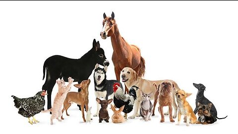 Funny animal, #dogs #cats