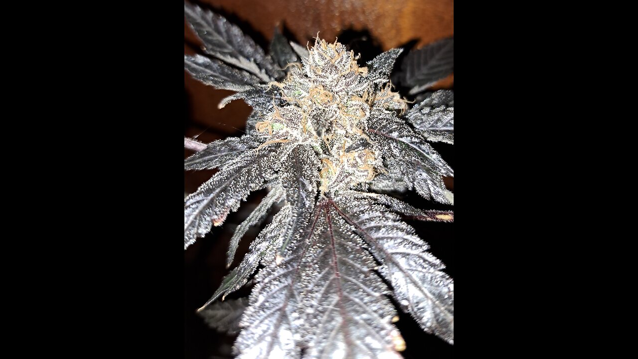 Mendo Ice by Greenwolf Genetics