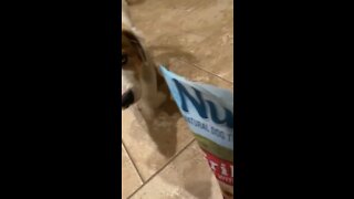 Our dog when we bring out treats