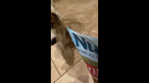 Our dog when we bring out treats