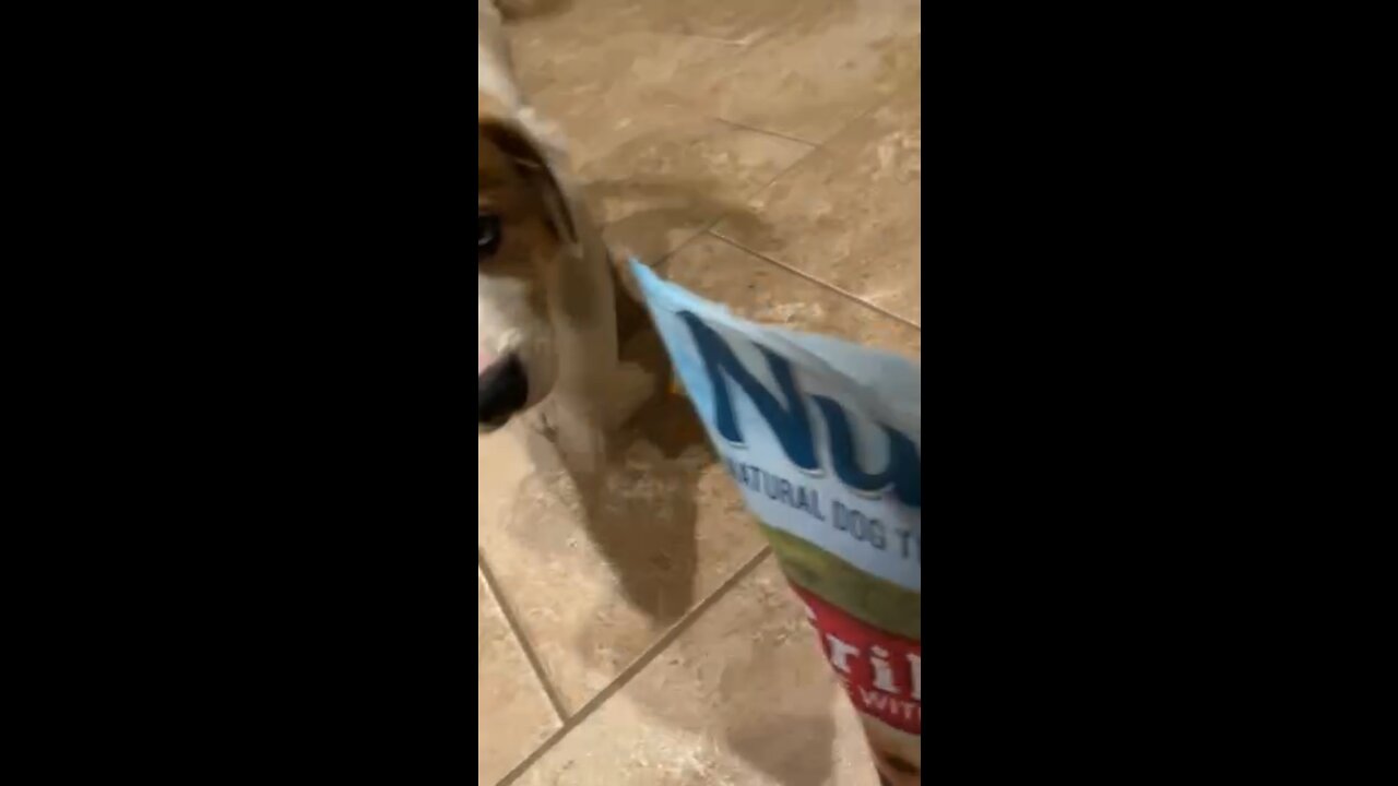 Our dog when we bring out treats