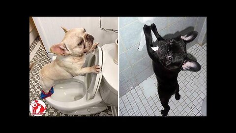 🤣🤣Funny animals, funny dogs😂😂