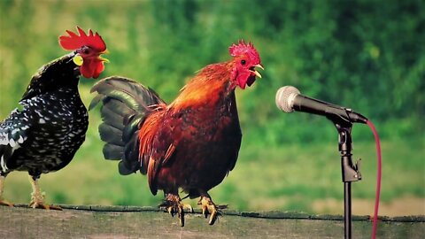 Chicken Song and Dancing Rooster - Funny Chicken Dance