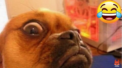 The Funniest Dog Reactions Ever | Funny Dog Videos Compilation 2023