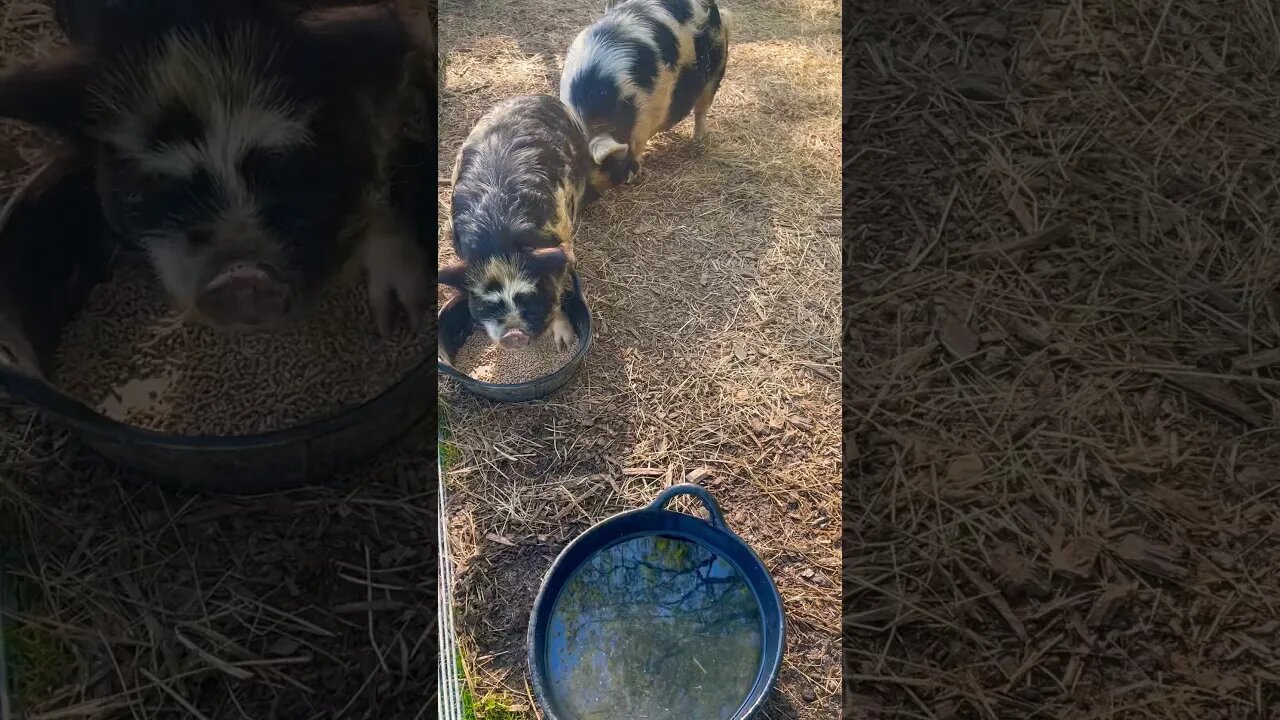 keeping the pigs cool💦 #pigs #kunekune #farmlife #farming #homestead #sunny #pool #fy #fyp