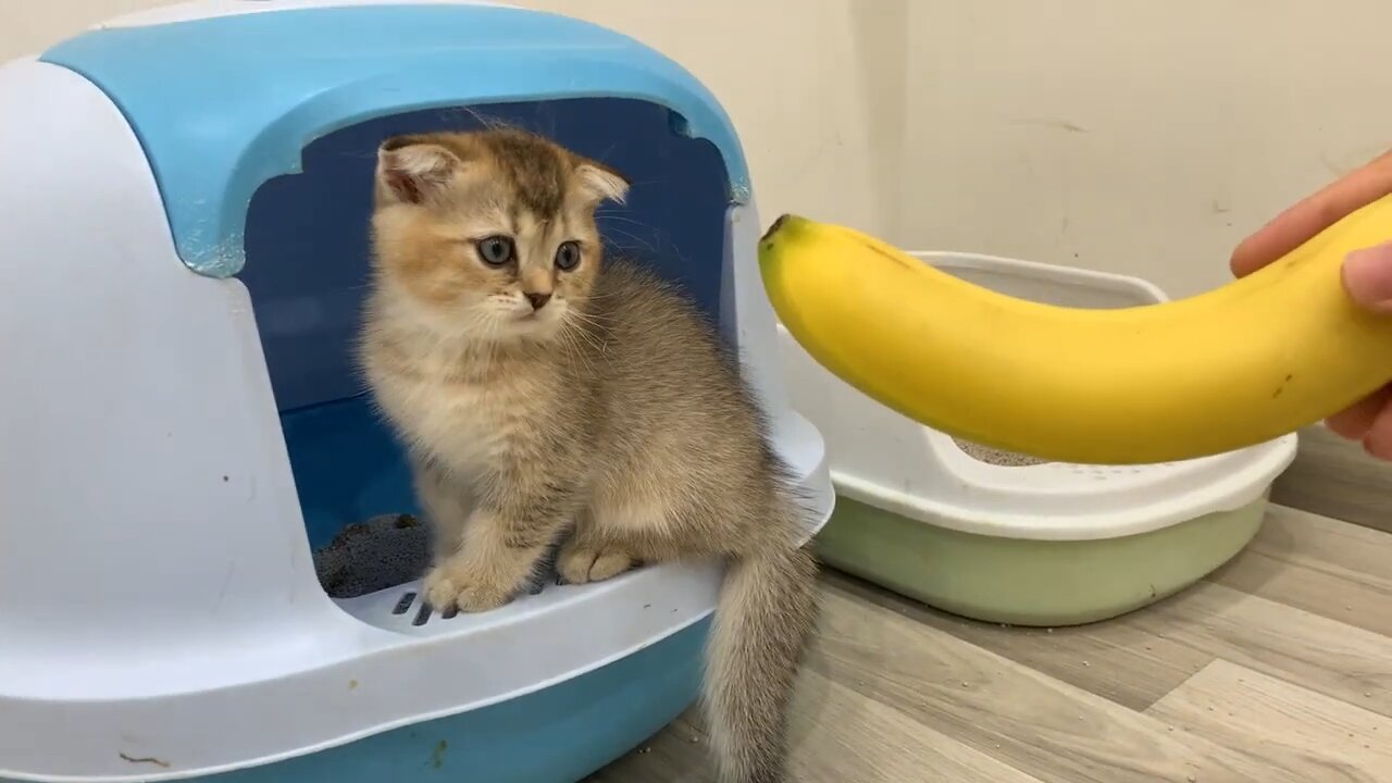 Cat hilarious reaction to banana.