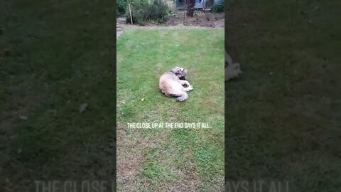 Cats explore their new neighbor. who is this ?