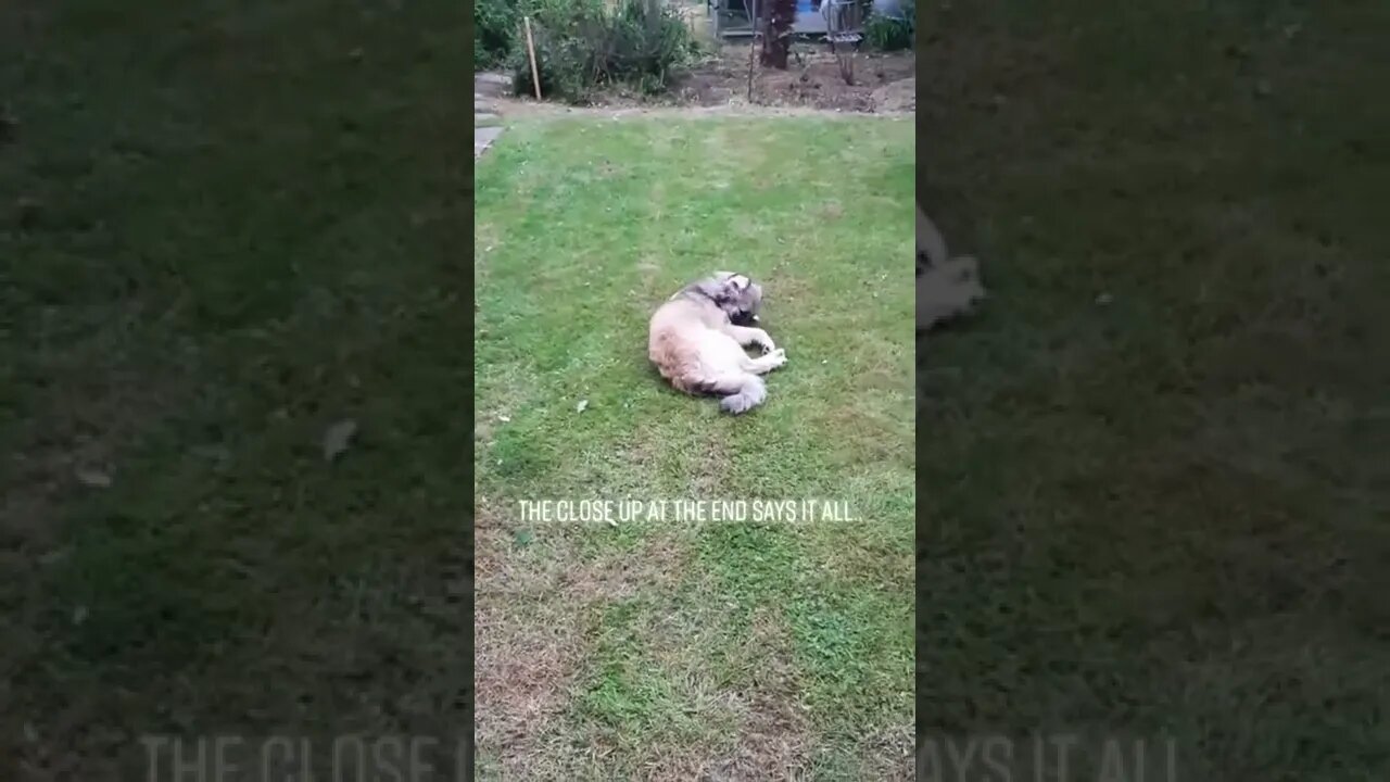 Cats explore their new neighbor. who is this ?