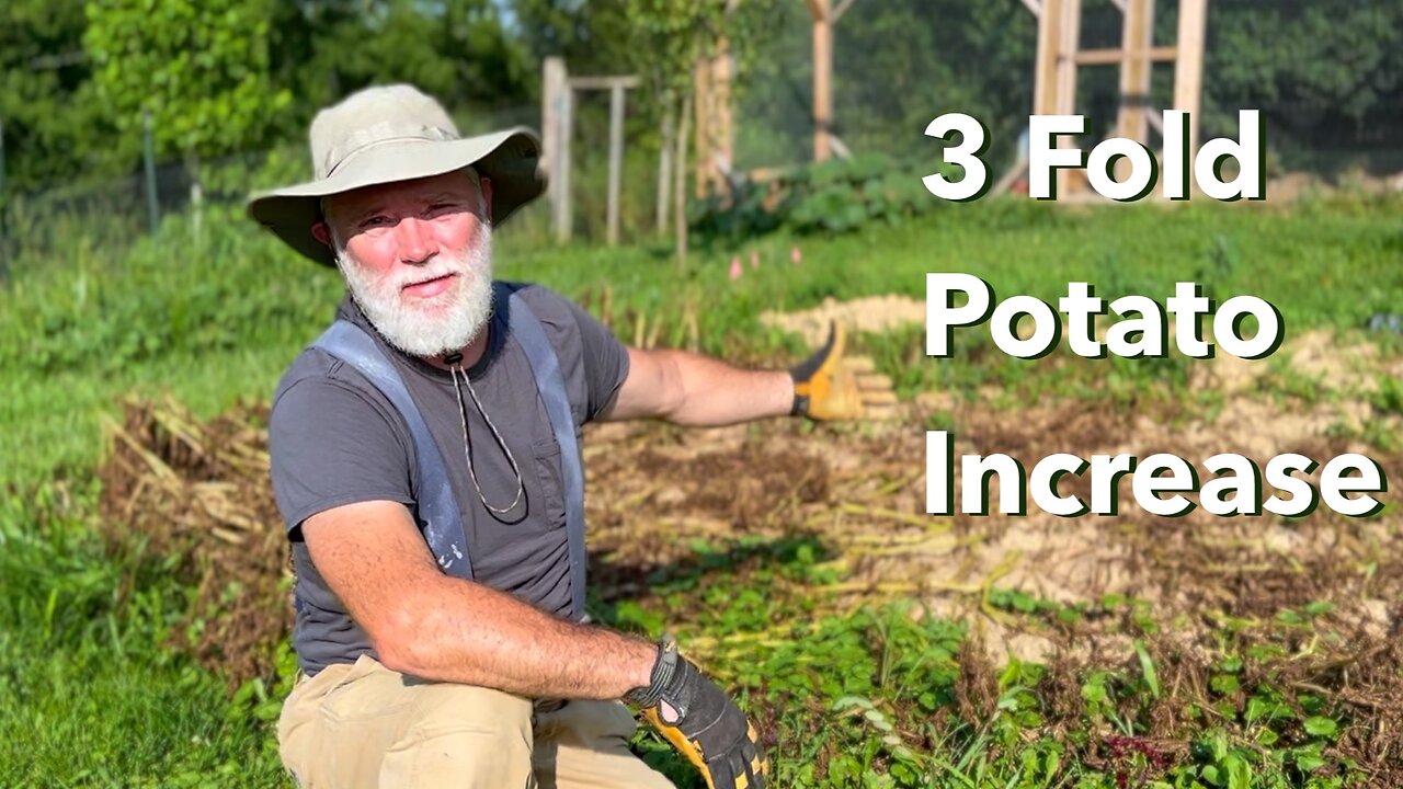 Harvesting Gold - Potatoes