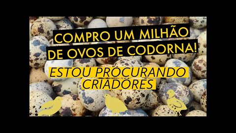 PROCURO CRIADORES / ESTOU COMPRANDO OVOS DE CODORNA / VIVER DE CODORNA