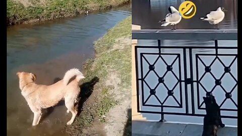 Funny Cat Dog 🐱🐶 Funny animal video