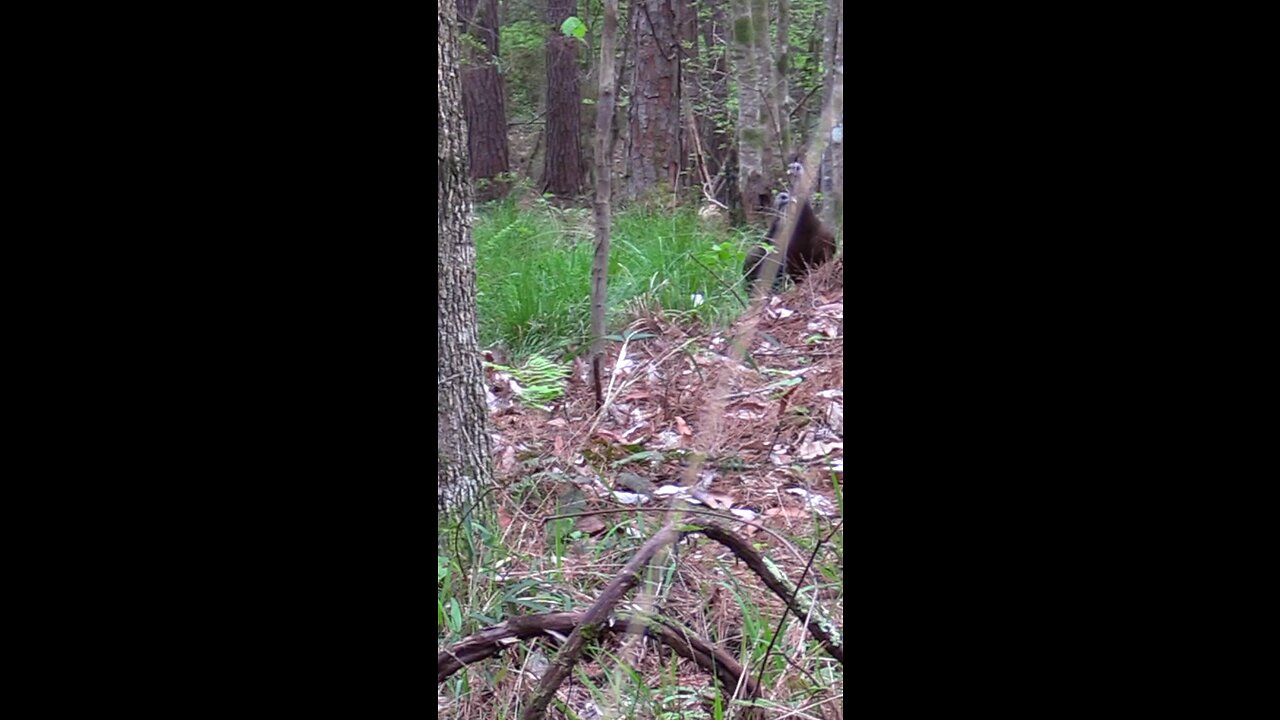 Cluck and purr of a wild turkey