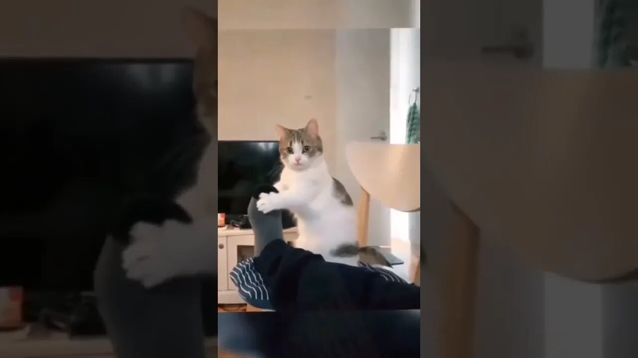 funny cats