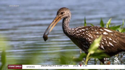 Why are birders in the Midwest flocking to Nebraska right now? A rare bird was spotted in Sarpy County.