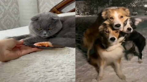 Super cute and funny animals playing with everyone 2022