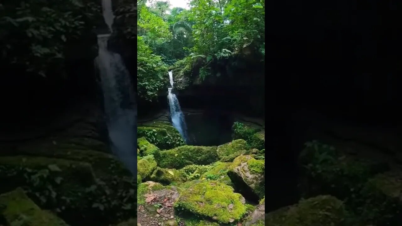 amazing#green forest#nature#shorts