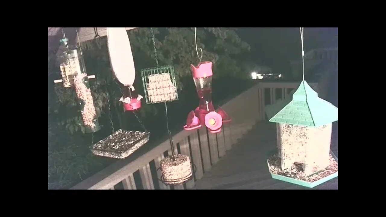 Live Bird Feeder in Asheville NC. In the mountains. Aug. 22 2021