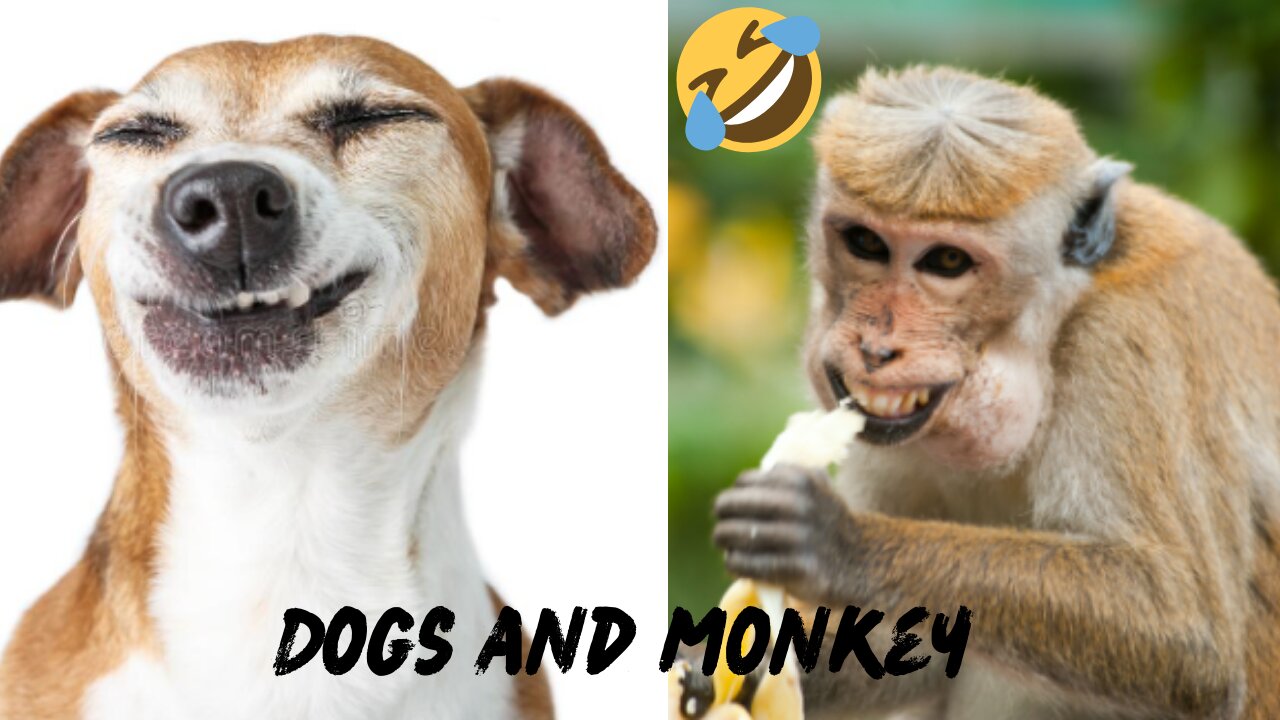 funny dog and monkey clips