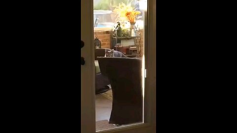 funny videos
