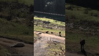 Horse dead asleep in the middle of the road