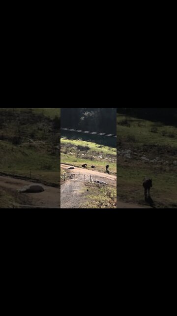 Horse dead asleep in the middle of the road