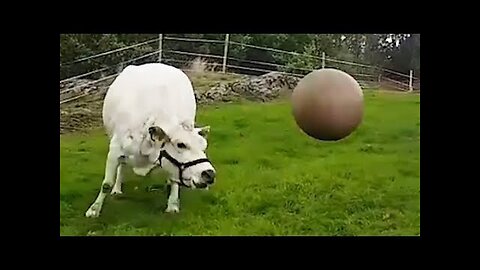 Cow Plays with Pilates Ball