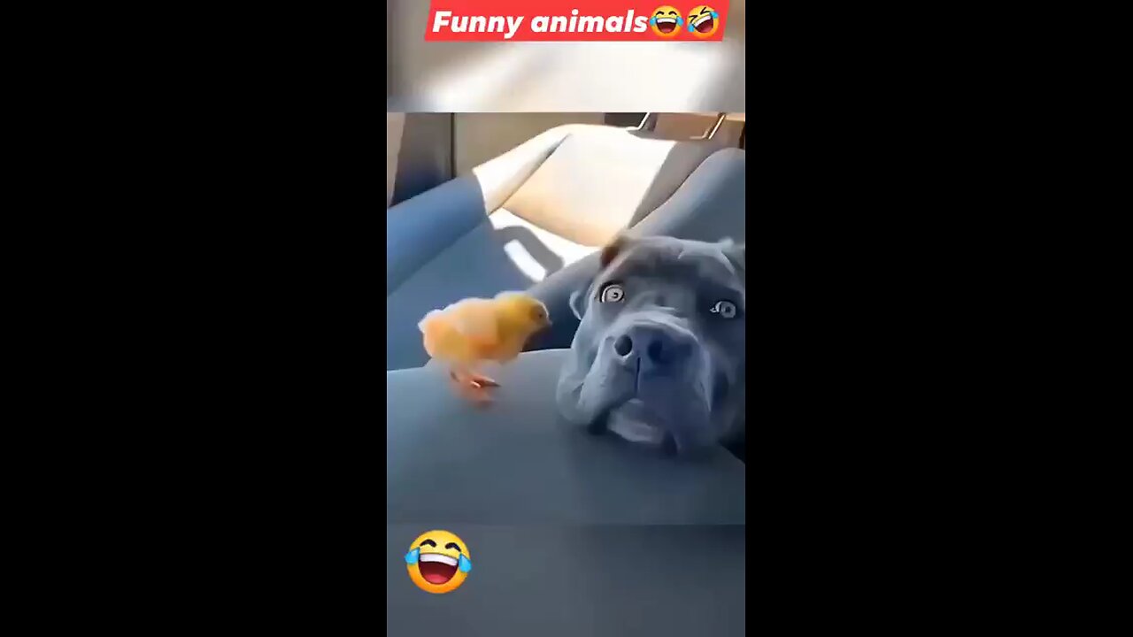 Try not to laugh challenge | funny cats and dogs |funny animals | animals with funny voices