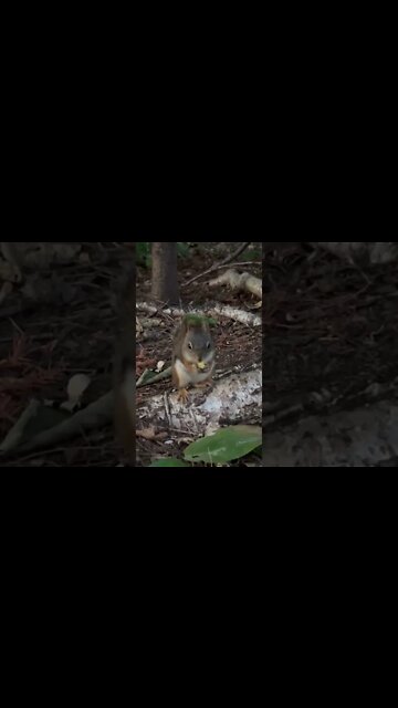 Walk Through Beach Grove Nature Trails in Charlottetown PEI