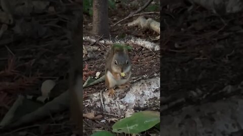 Walk Through Beach Grove Nature Trails in Charlottetown PEI