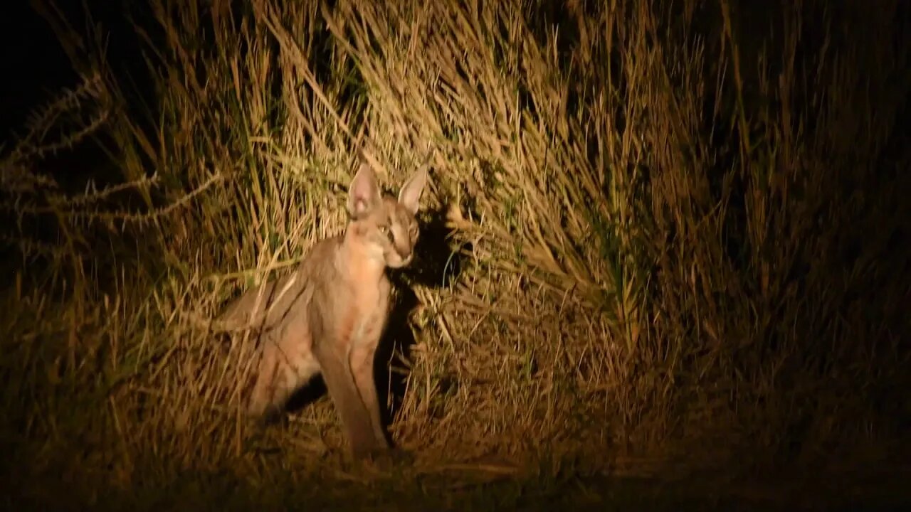 African Cats, Big and Small | Lion Roar | Ethiopia