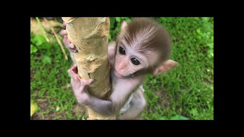 Bibi Playing, Animals Home